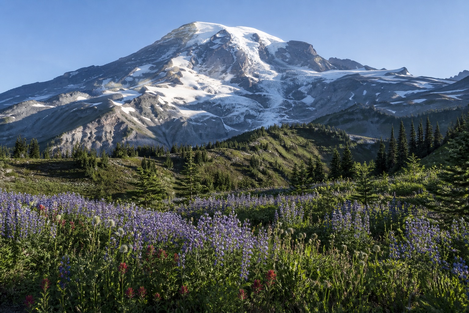Mount Rainier above subalpine wildflower meadows under clear natural morning light