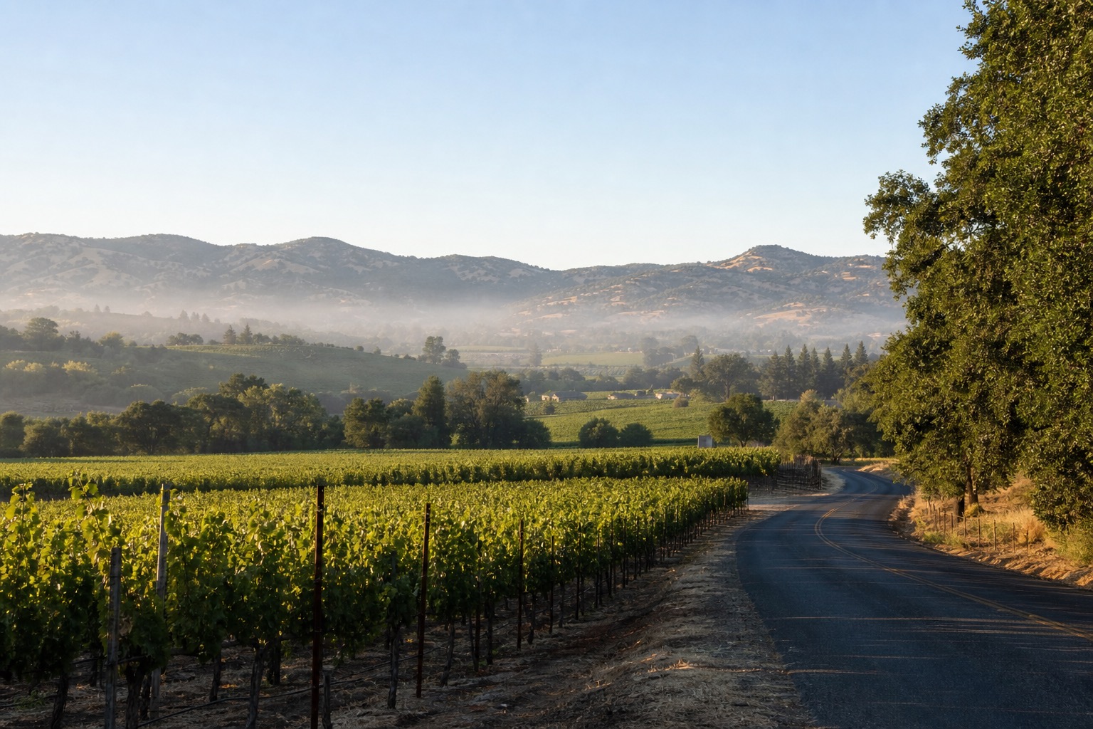 Napa Valley vineyards and low hills in soft clear morning light with no visible branding