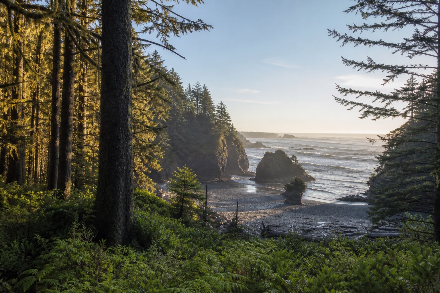 Olympic National Park rainforest opening toward a rugged Pacific beach in natural light