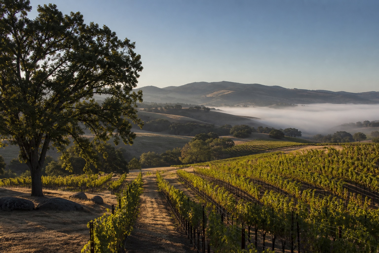 Paso Robles vineyard rows, live oaks and rolling Central Coast hills in warm morning light