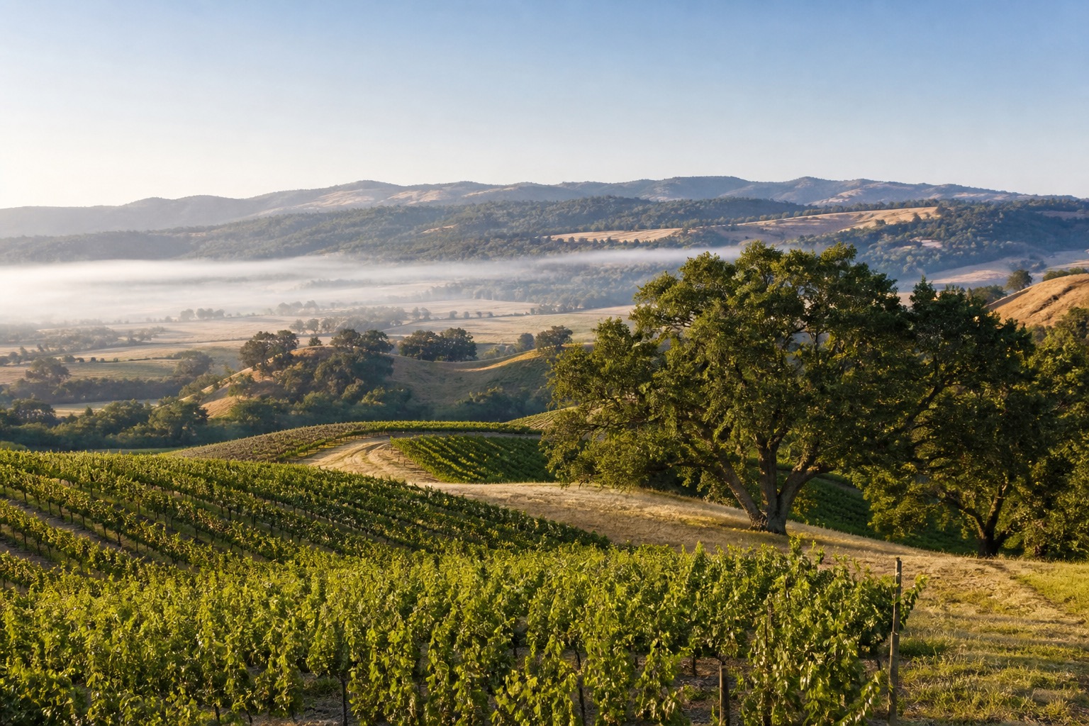 Sonoma vineyards, oak-covered hills and a quiet farm road in natural morning light
